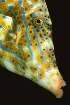 Scrawled Filefish, Palau by Erin Quigley 